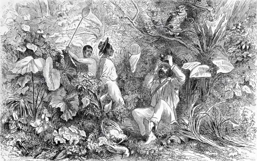 The miraculous malaria cure that became a gin and tonic