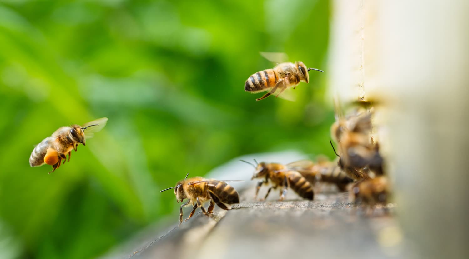 The Democracy of Bees