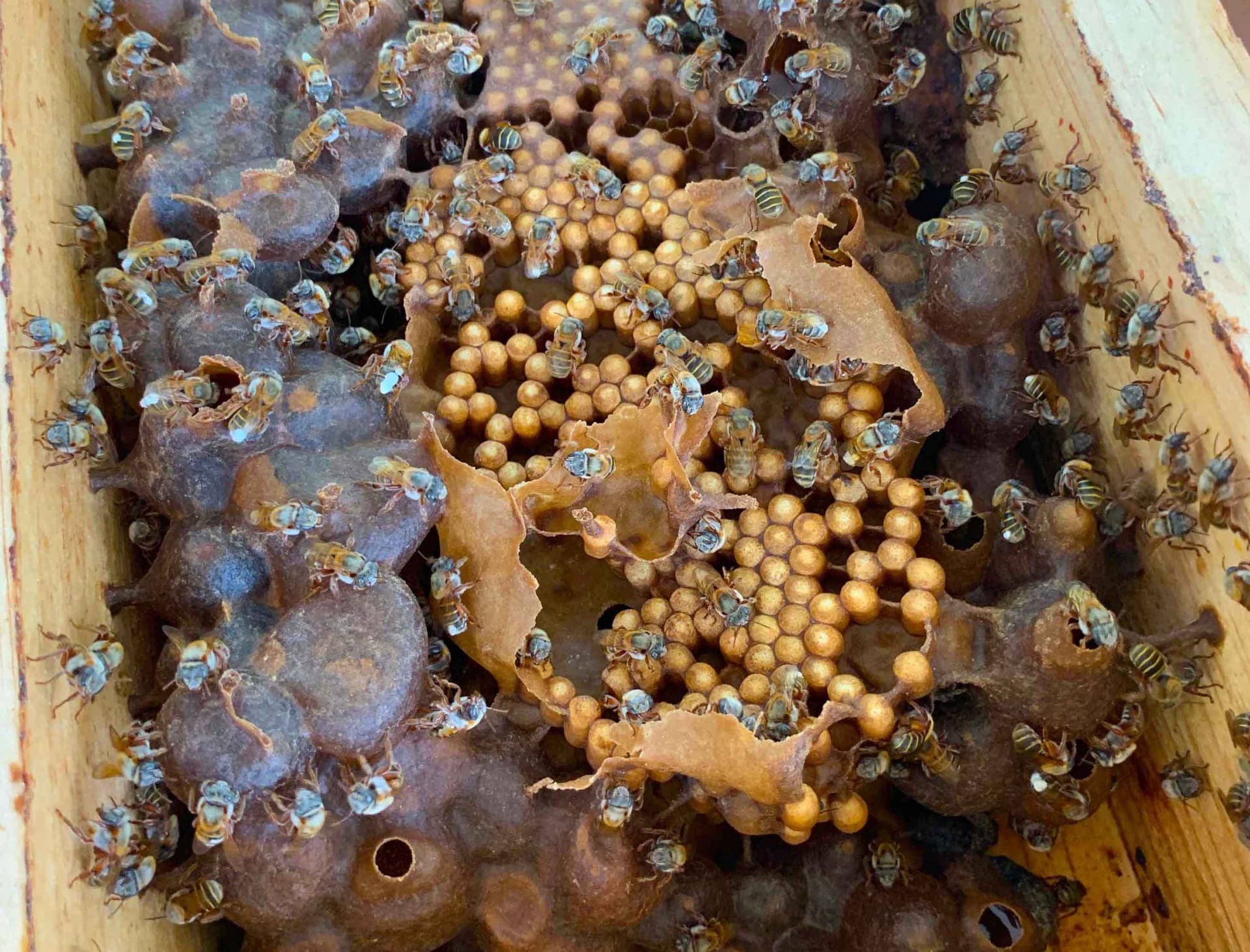How to catch a swarm of melipon bees, also called "stingless bees".