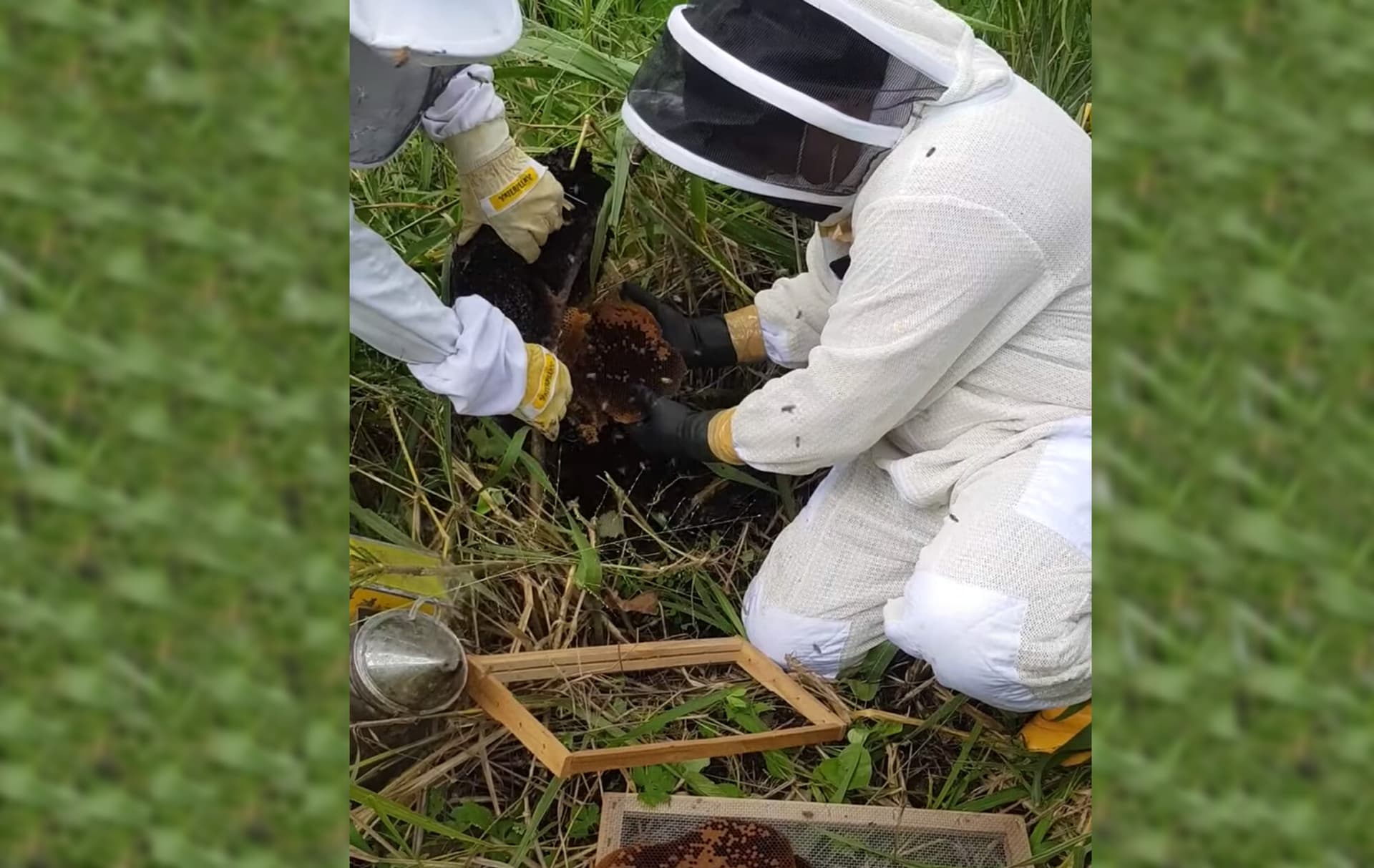 How to catch swarms of wild bees, without getting hurt?