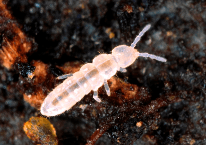 The most numerous animals on the planet are also the least known. The infamous case of krill and springtails.