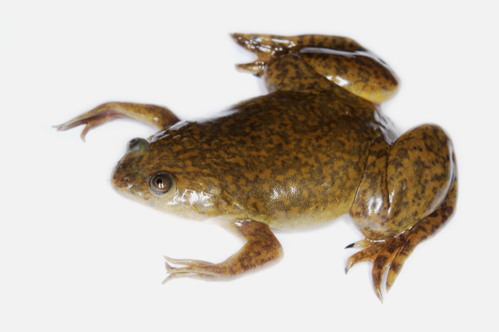 Rana africana de uñas (Xenopus laevis), la especie usada en el test de embarazo de las farmacias